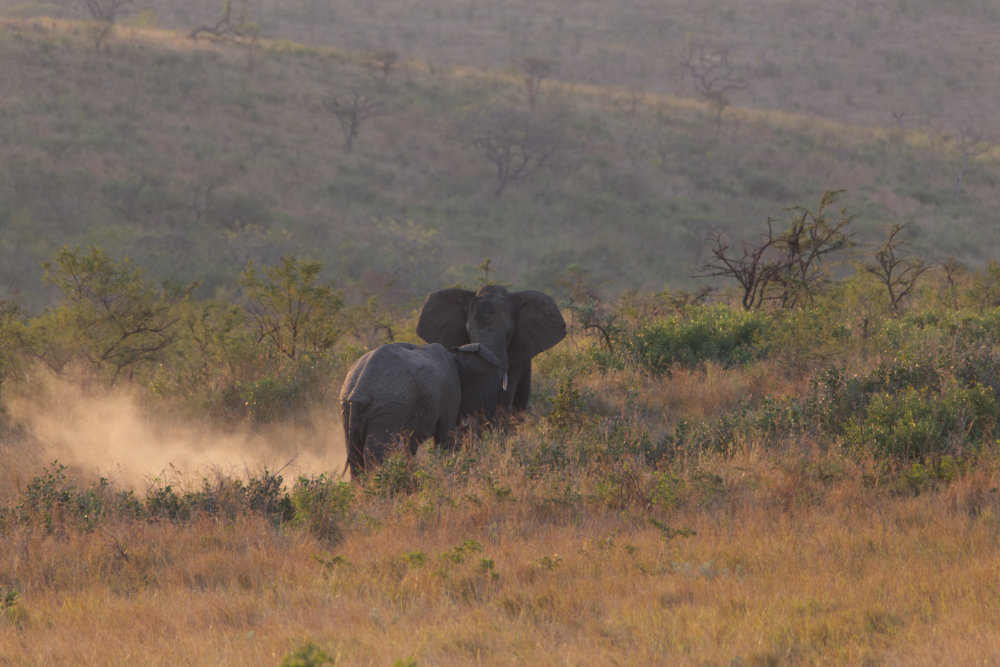 Elephants Hluhluwe