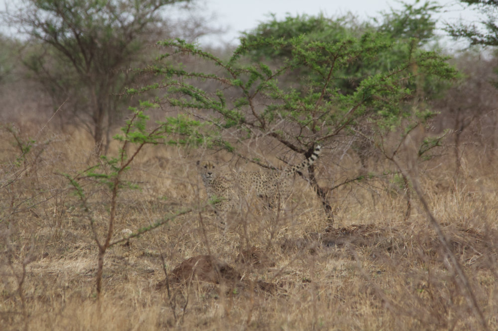Hidden Cheetah