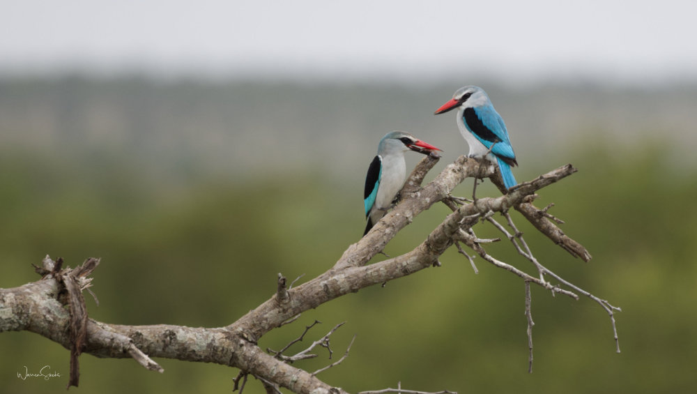 Kingfishers Kruger Dec 2024