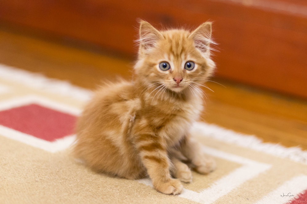 Kitty