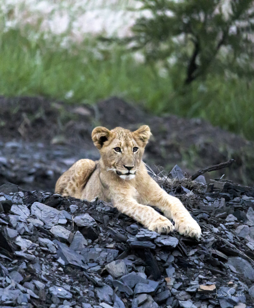 Lion Cub Nambiti