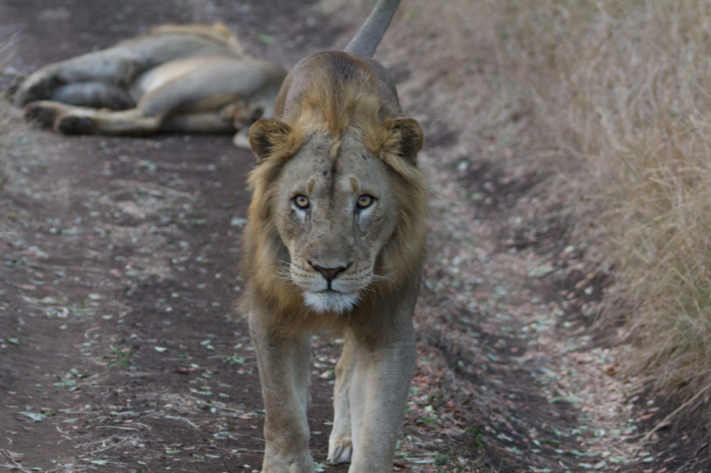 Lion