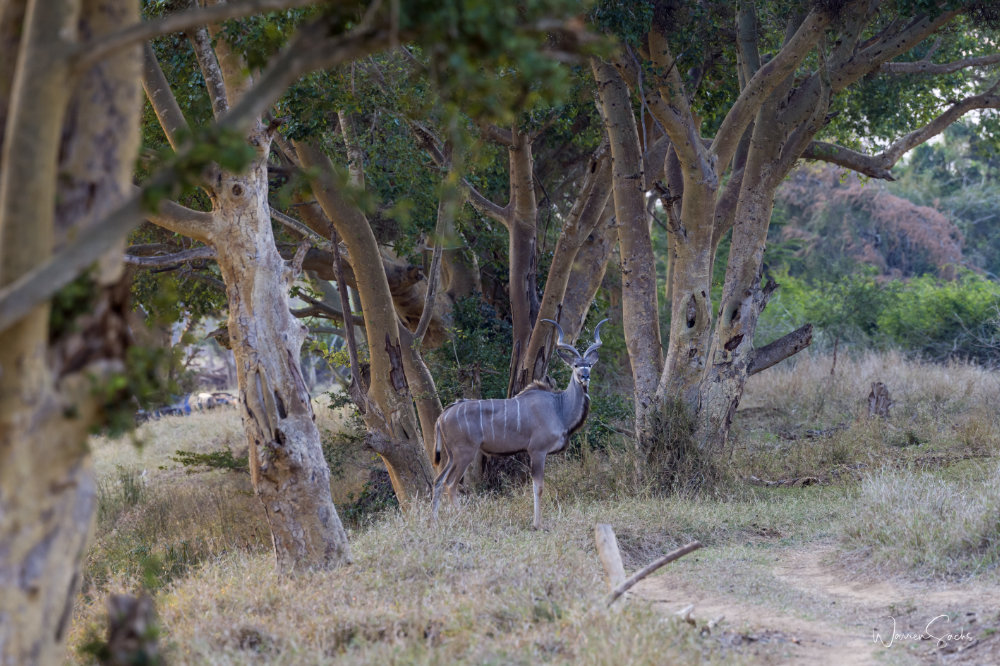 Manyoni 2