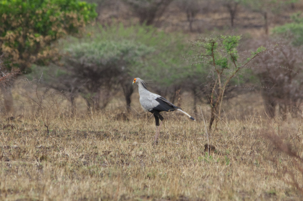 Secretary Bird