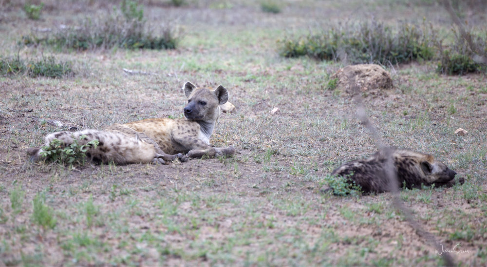 Spotted Hyena Kruger Dec 2024