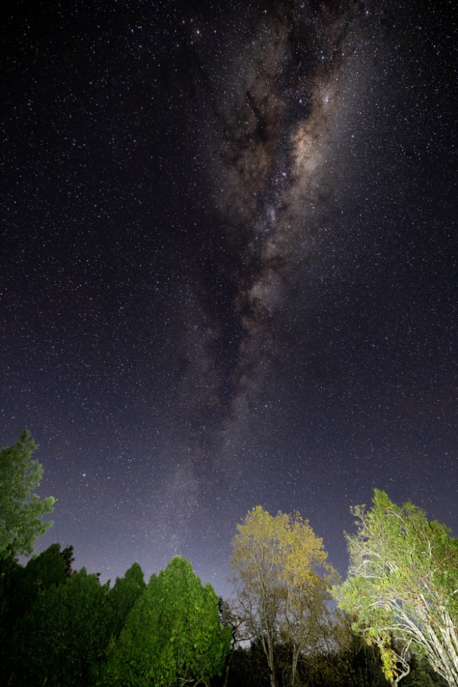 Fernwood — moonless sky and trees