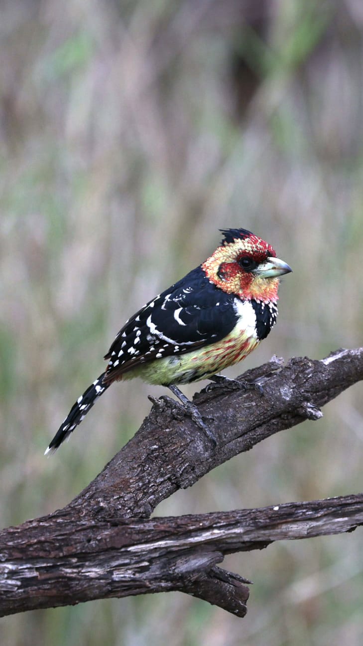 Bird Mavela