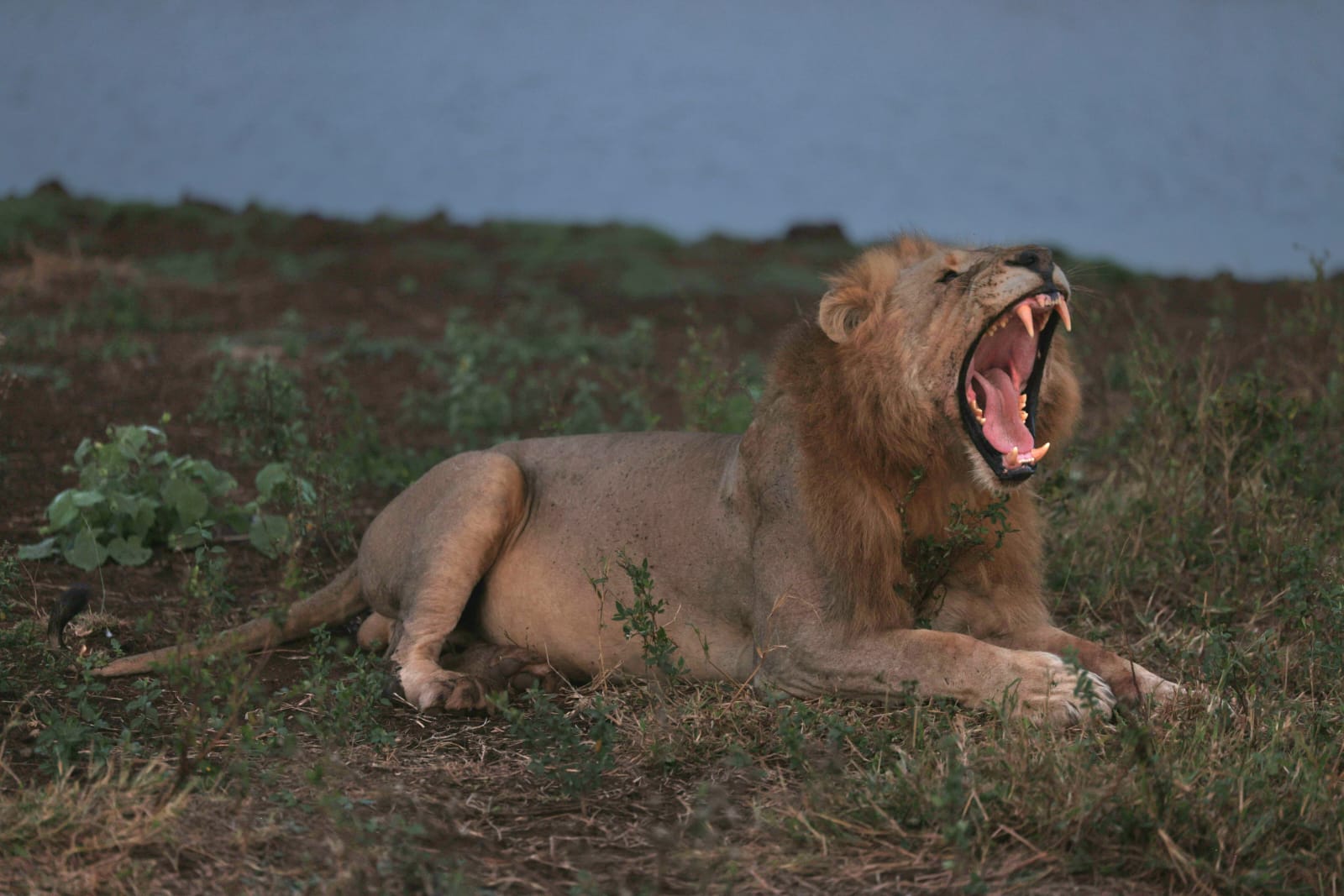 Lion Mavela