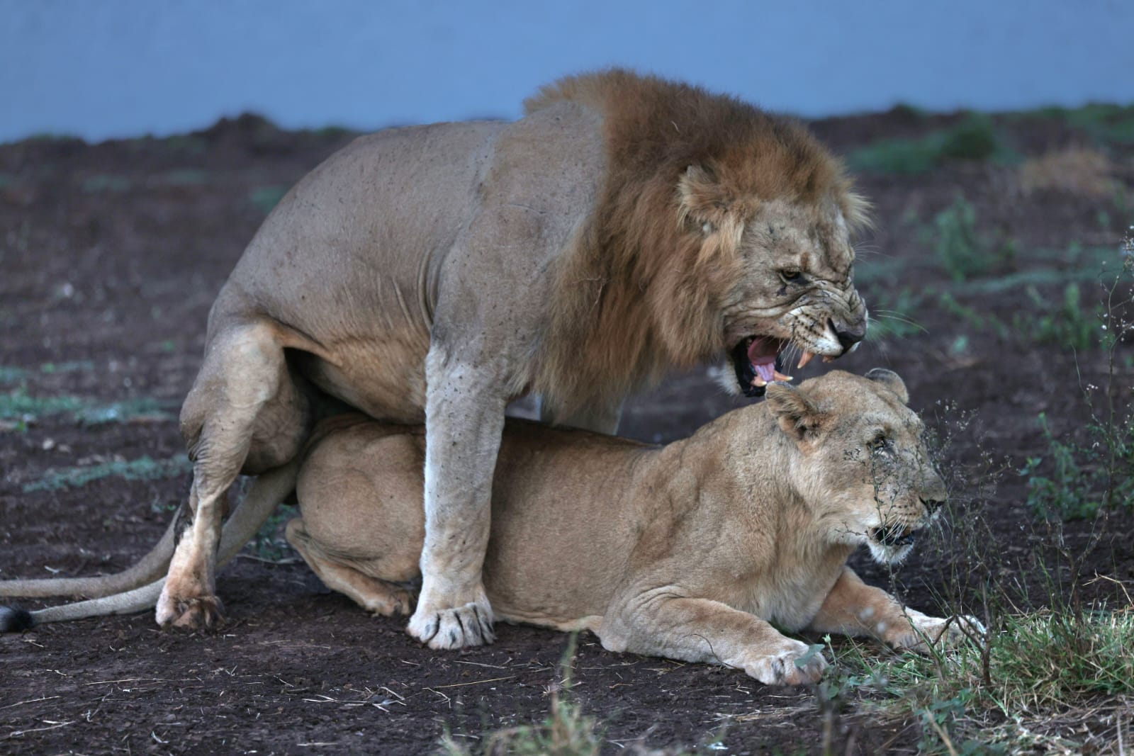 Lions Mavela