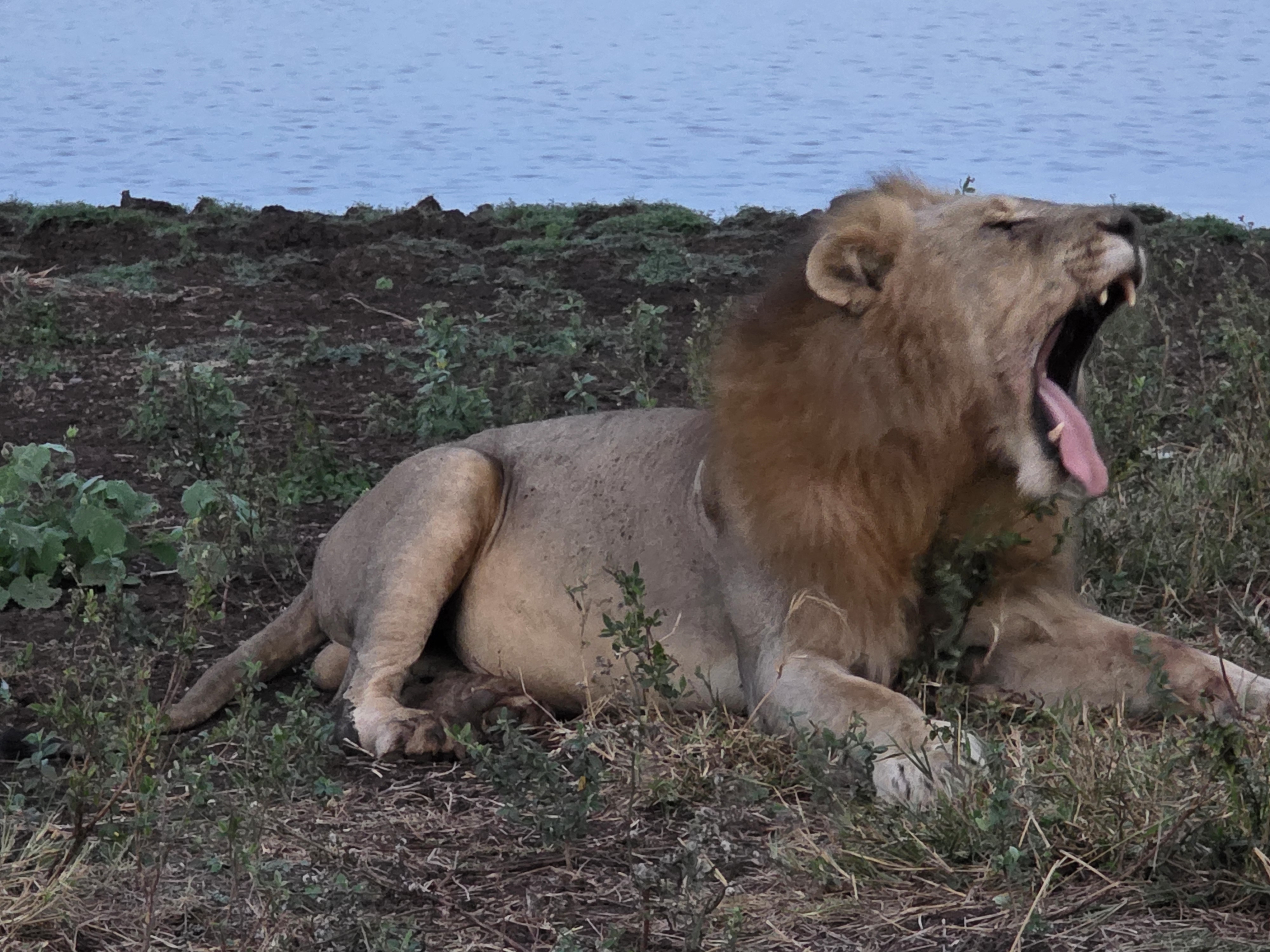 Mail Lion