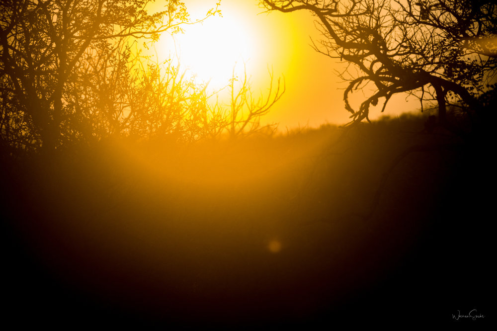 Safari sunset